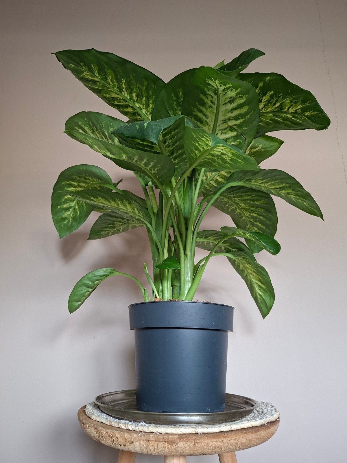Dieffenbachia Camilla Grote groene kamerplant, Groene kamerplant, Ophalen, Halfschaduw, Minder dan 100 cm