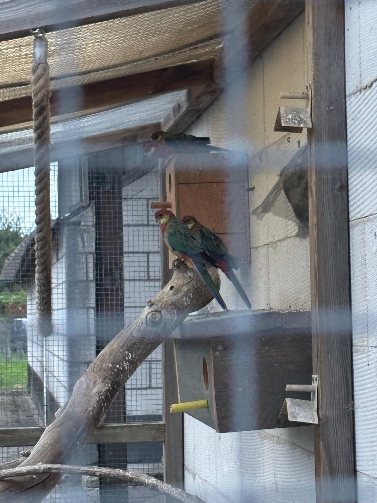 5 rosella’s
