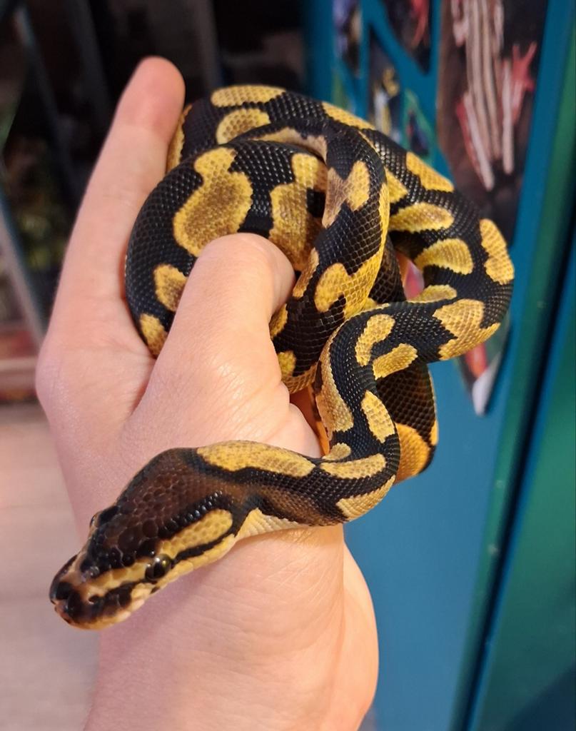 Lieve ball python - koningspython normal/yb Ball Python - unknown for sale from Jinte