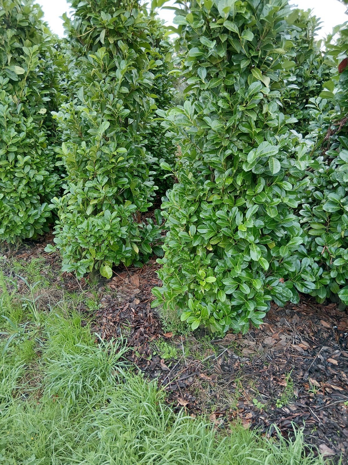 laurier, prunus rotundufolia, Tuin en Terras, Ophalen of Verzenden, Laurier, Haag, 100 tot 250 cm