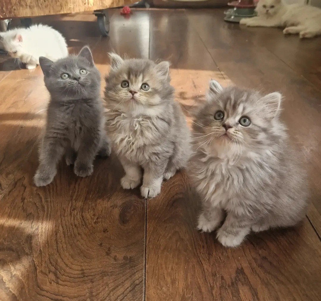 Britse korthaar /  britse langhaar kittens, Kater, Gechipt, 0 tot 2 jaar