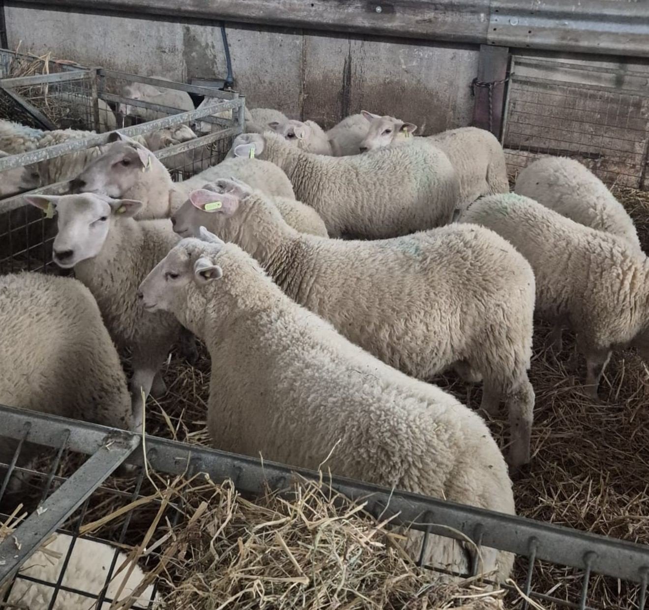 Rammen te koop, Dieren en Toebehoren, Mannelijk, Schaap
