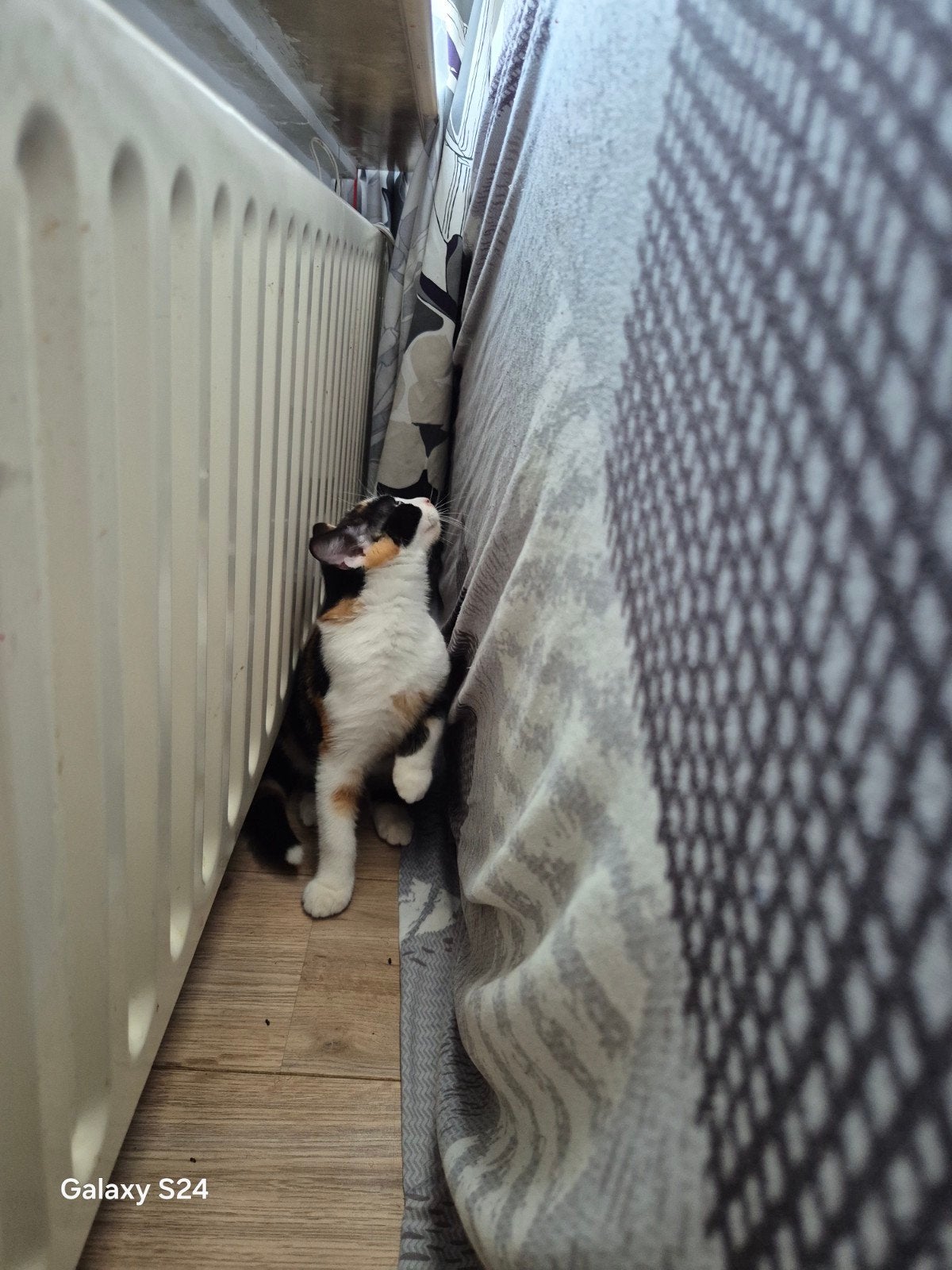 kitten Mellie, Poes, Kortharig, 0 tot 2 jaar