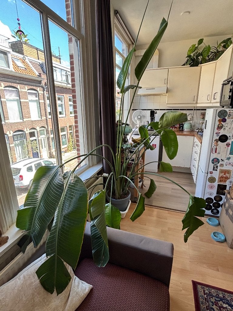 Strelitzia Nicolai, Huis en Inrichting, Kamerplanten, Groene kamerplant, Ophalen, Volle zon, 200 cm of meer