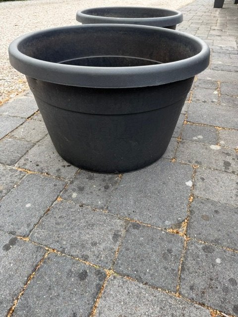 Boom kuip Olijfboom, Tuin en Terras, Bloeit niet, 100 tot 250 cm, Olijfboom, Ophalen