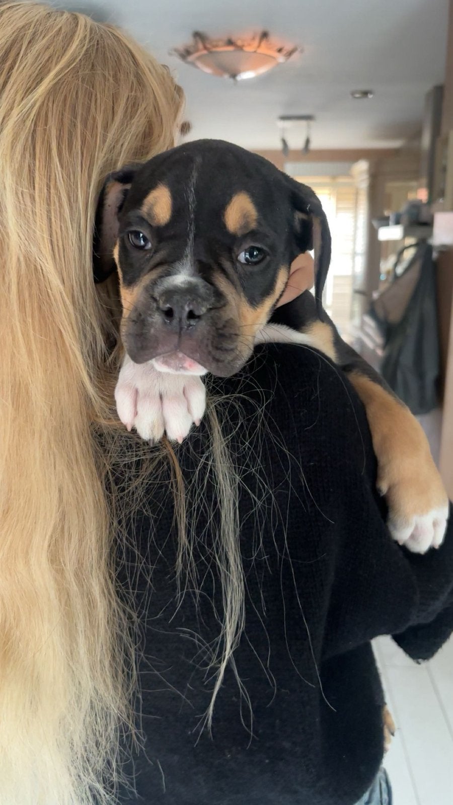 Lieve old English Bulldogs, Dieren en Toebehoren, Reu, 8 tot 15 weken, Parvo, Bulldog