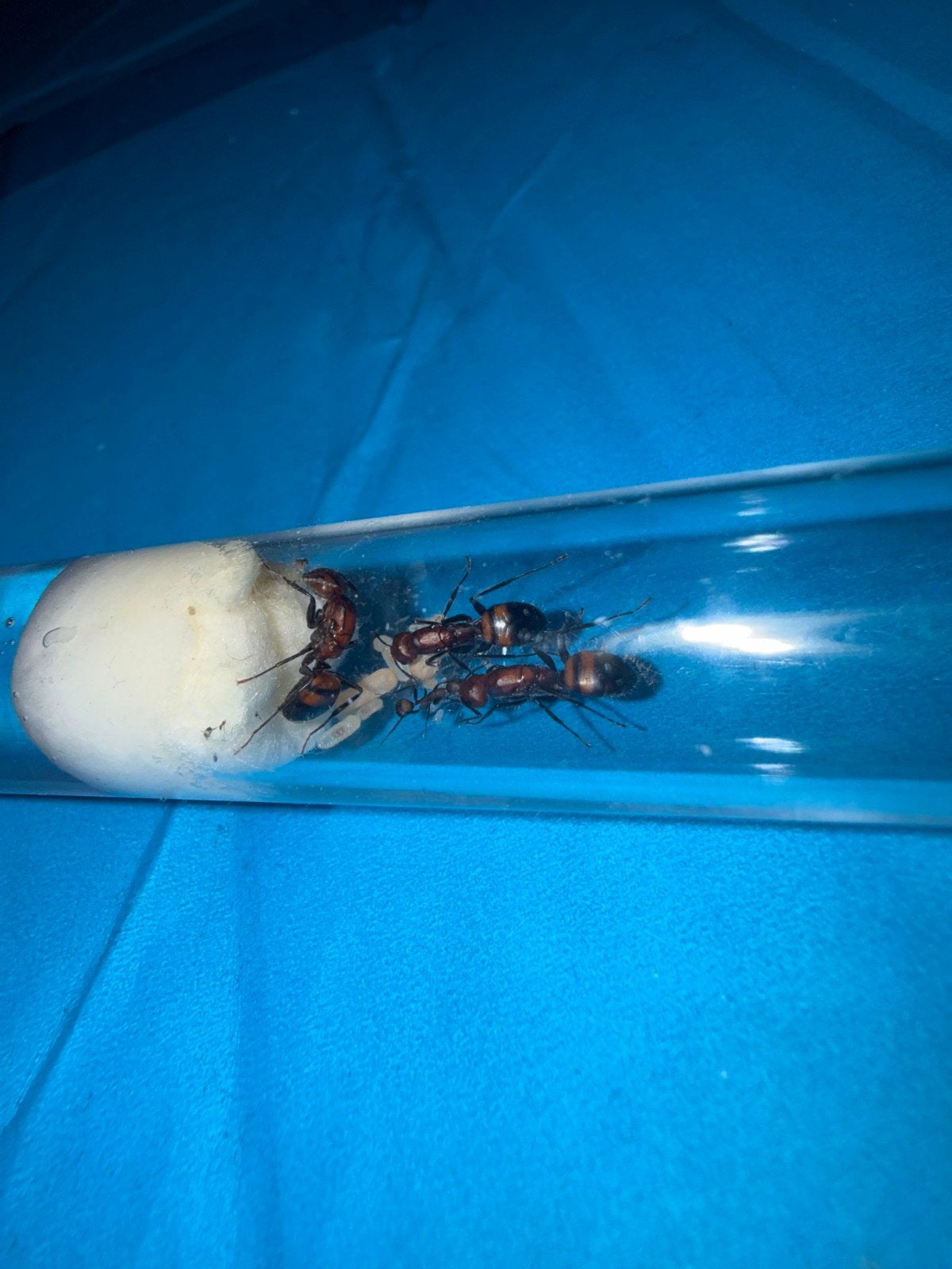 tekoop camponotus nicobarensis mieren kolonie