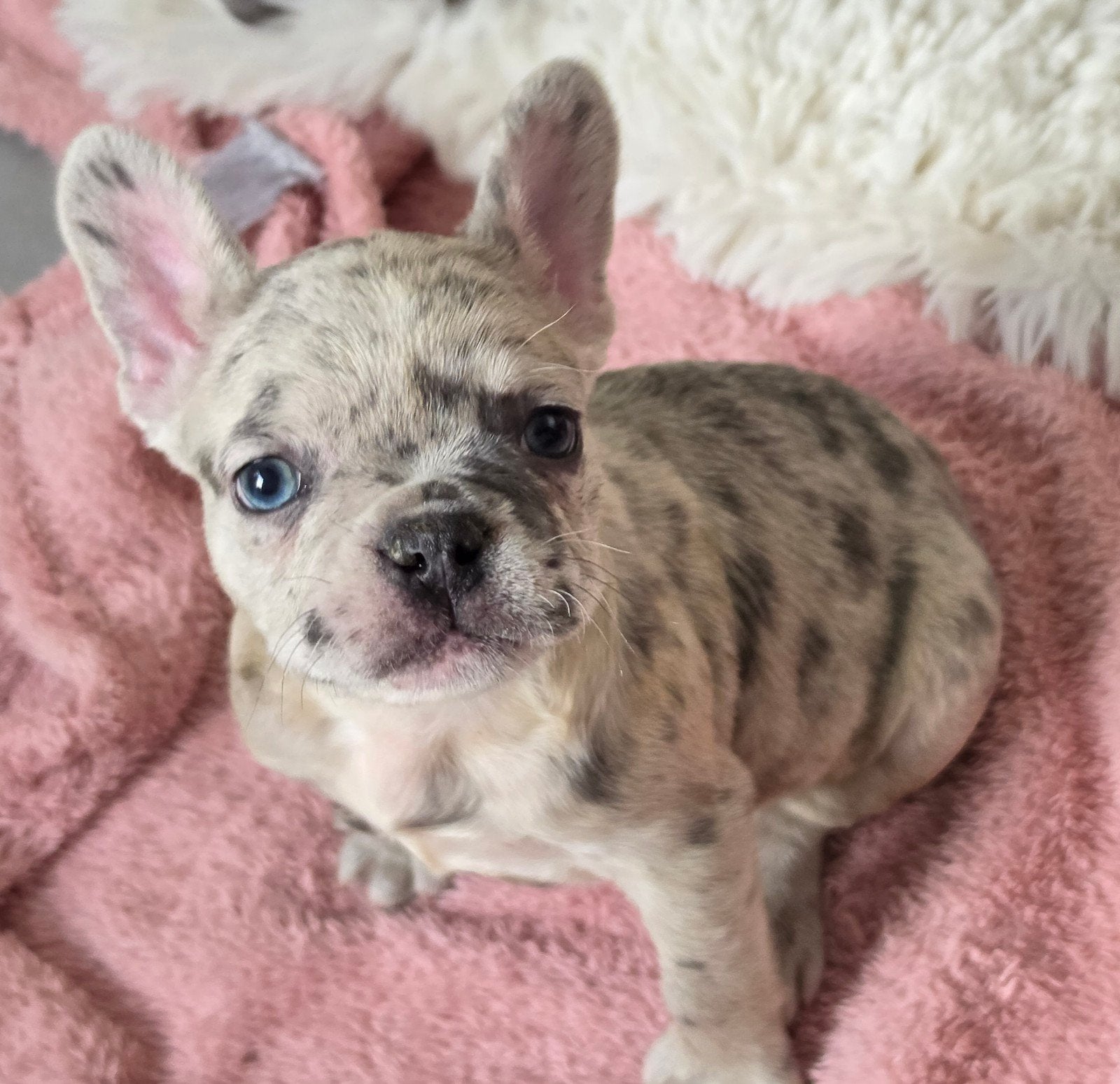 Franse bulldog pups /thuis opgegroeid, Dieren en Toebehoren, 8 tot 15 weken, Meerdere, Meerdere dieren, Nederland