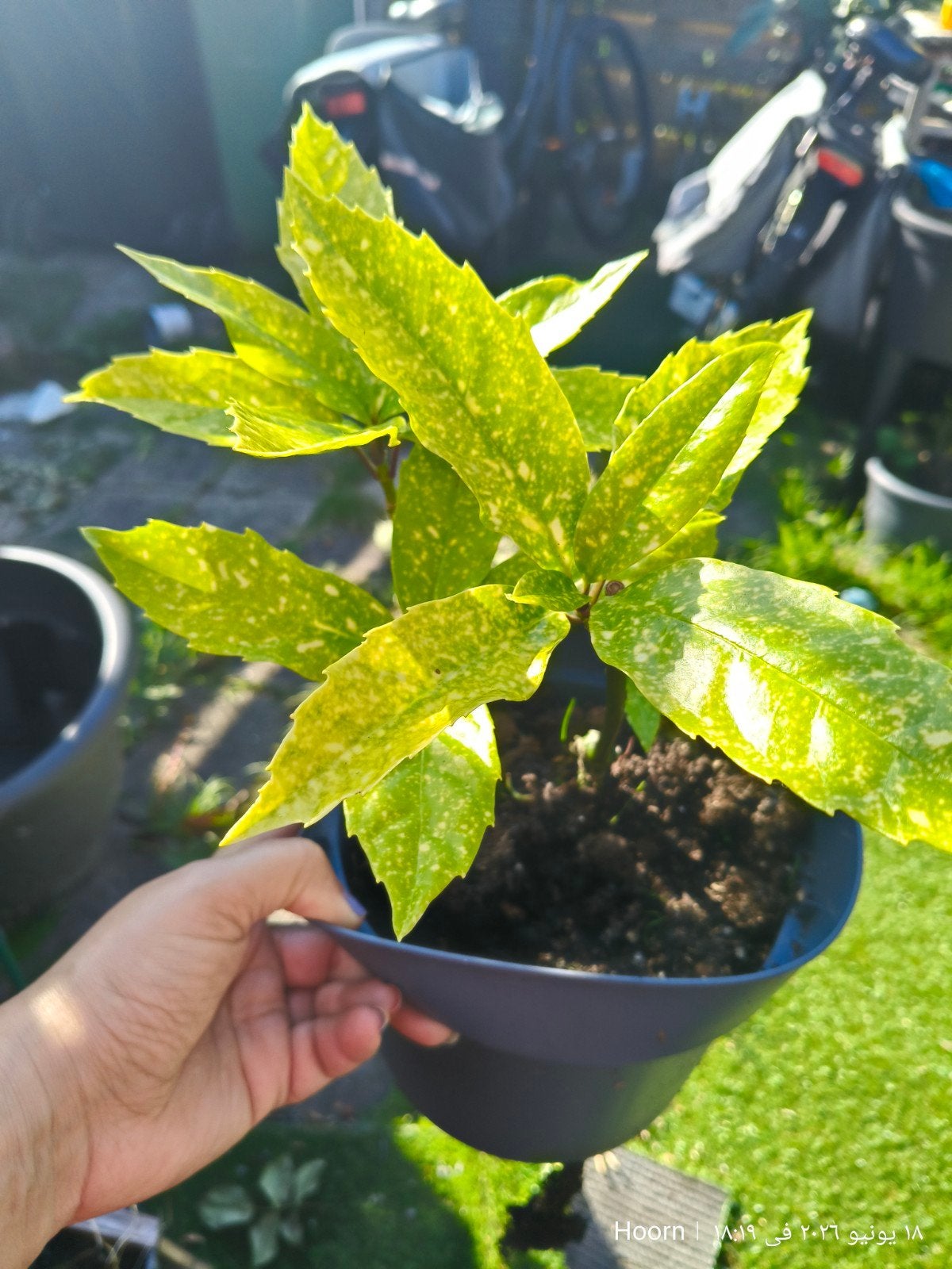 Aucuba jabonica, Tuin en Terras, Planten | Bomen, Bloeit niet, Halfschaduw, 100 tot 250 cm, Dakboom