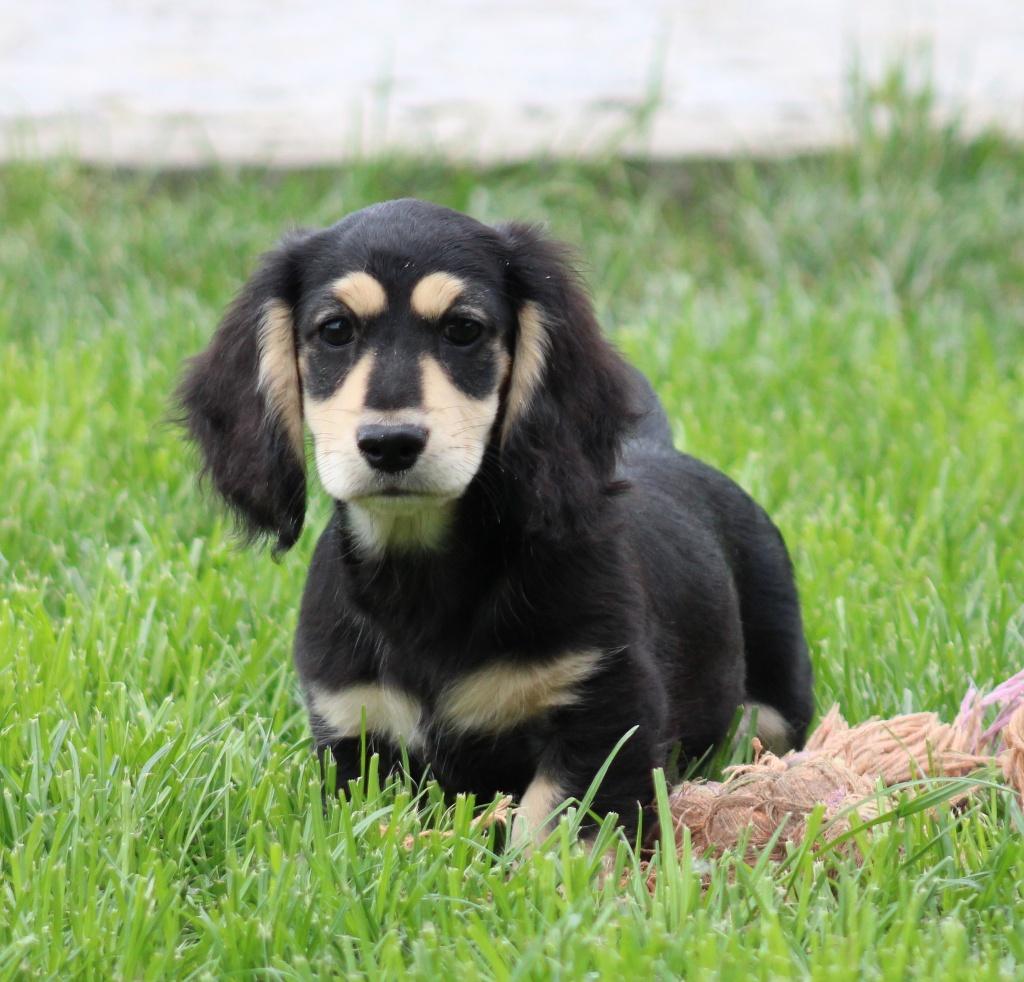 Teckel pup Black & cream, Parvo, België, Reu, 8 tot 15 weken
