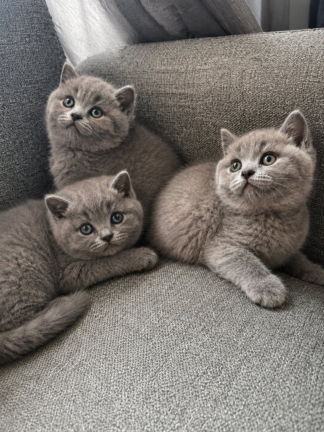 Britse Korthaar Kittens, Meerdere dieren, Ontwormd, 0 tot 2 jaar