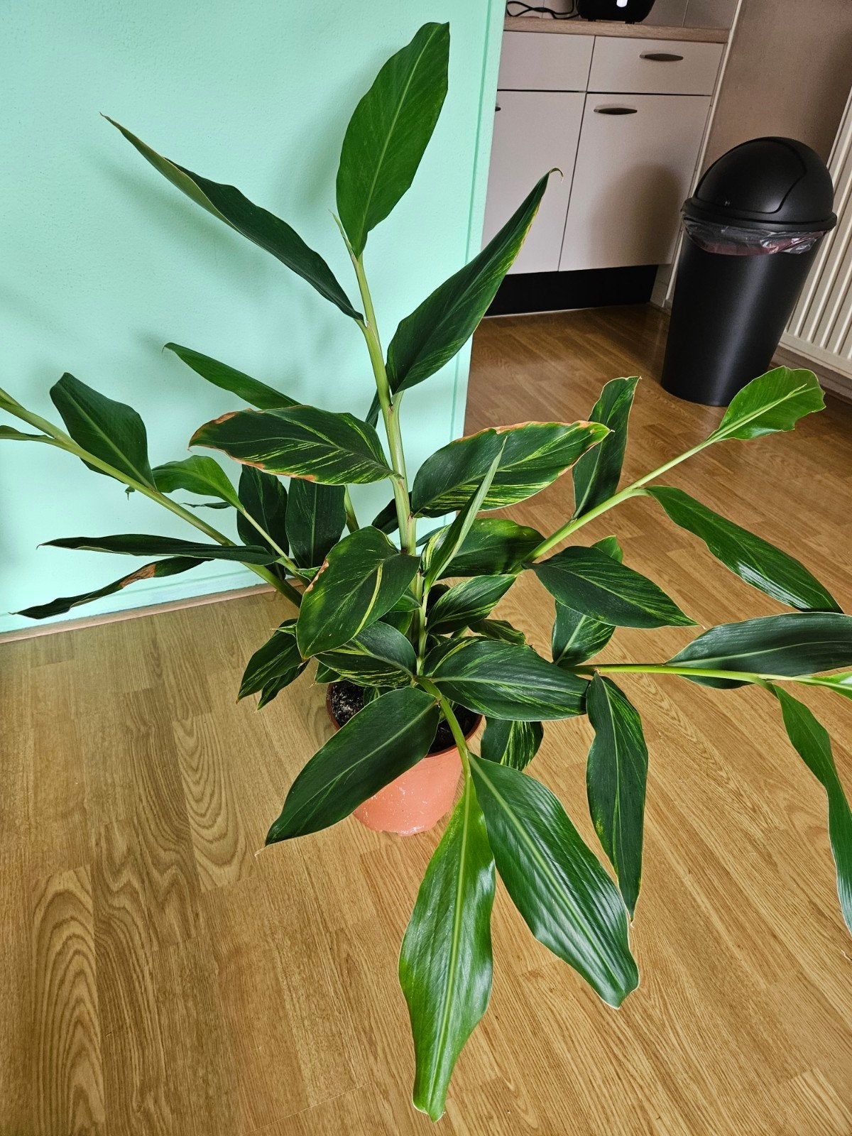 Grote plant, Ophalen, Halfschaduw, Minder dan 100 cm