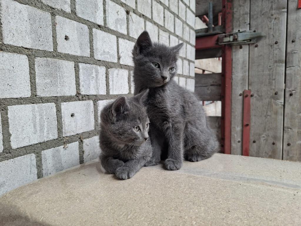 Lieve speelse boerderij kittens, Dieren en Toebehoren, Katten en Kittens | Overige Katten, Meerdere dieren, Kortharig, 0 tot 2 jaar