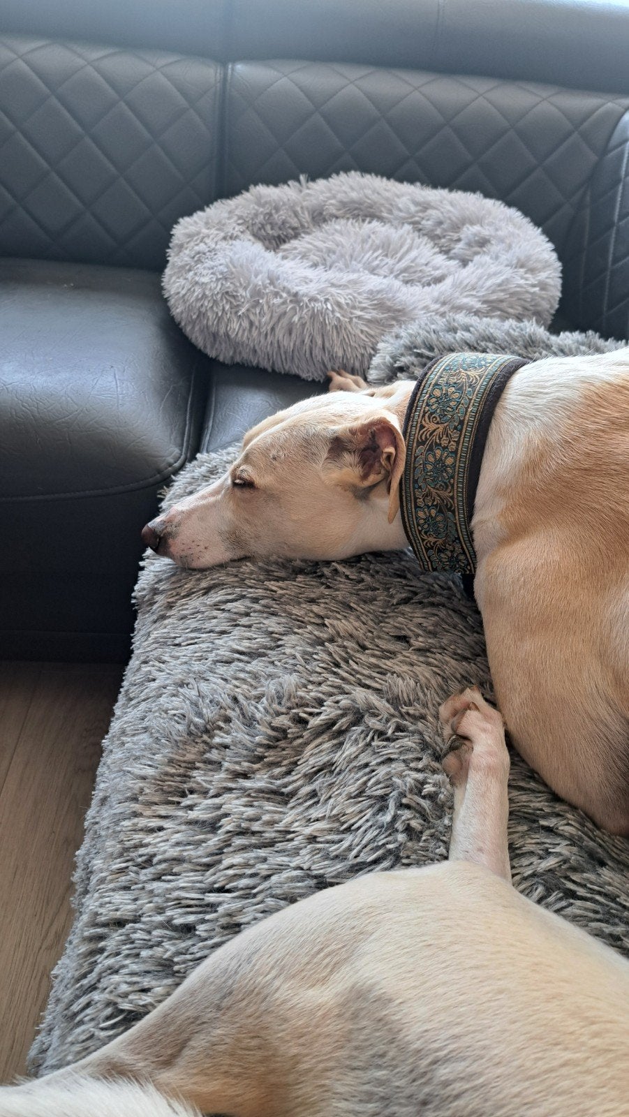 Welk baasje houd veel van zijn of haar hond, Ophalen of Verzenden, Zo goed als nieuw, Honden