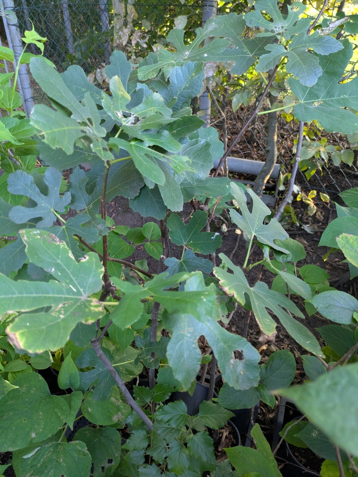 Vijgenplant - Jonge Ficus Carica voor uw tuin, Ophalen, Volle zon, Vaste plant, Zomer