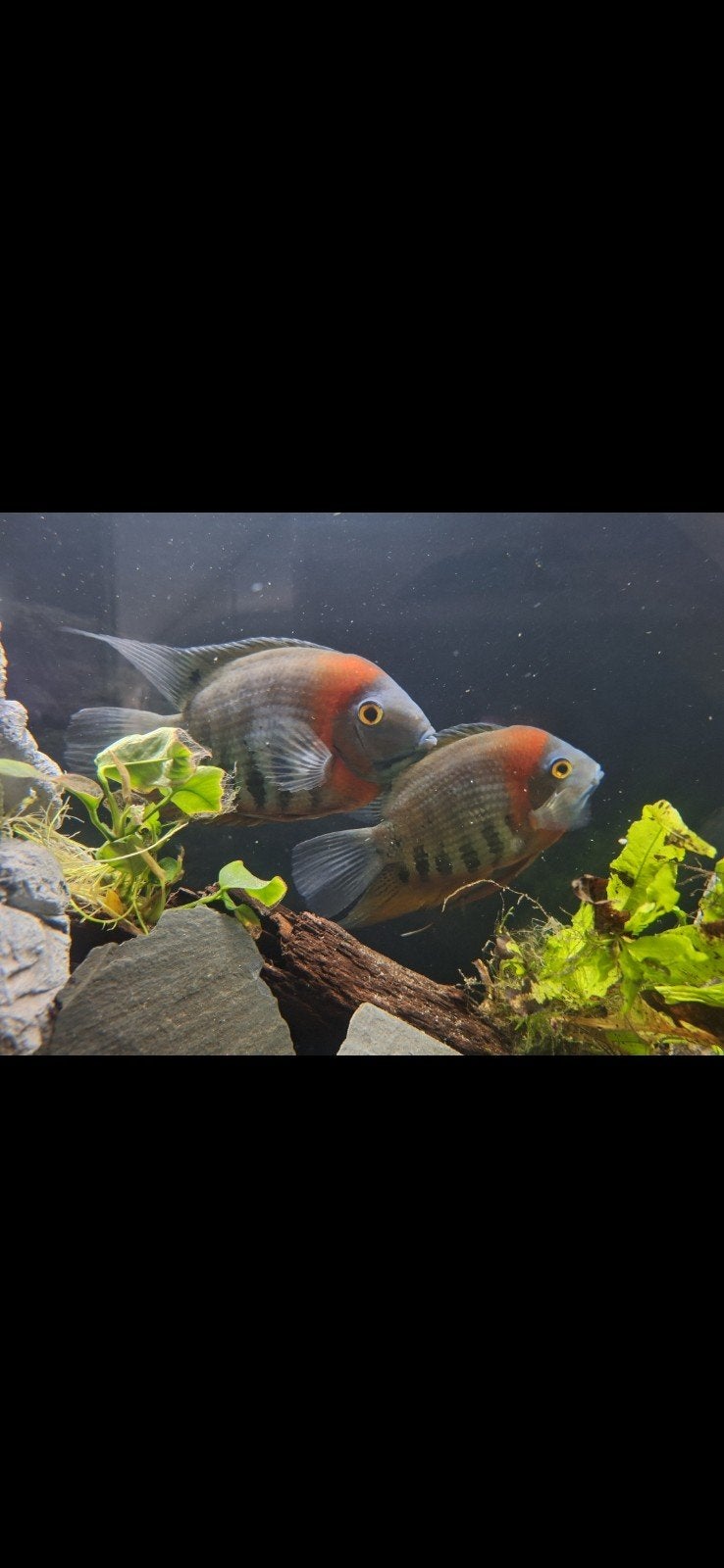 heros severum rotkeil, Vis