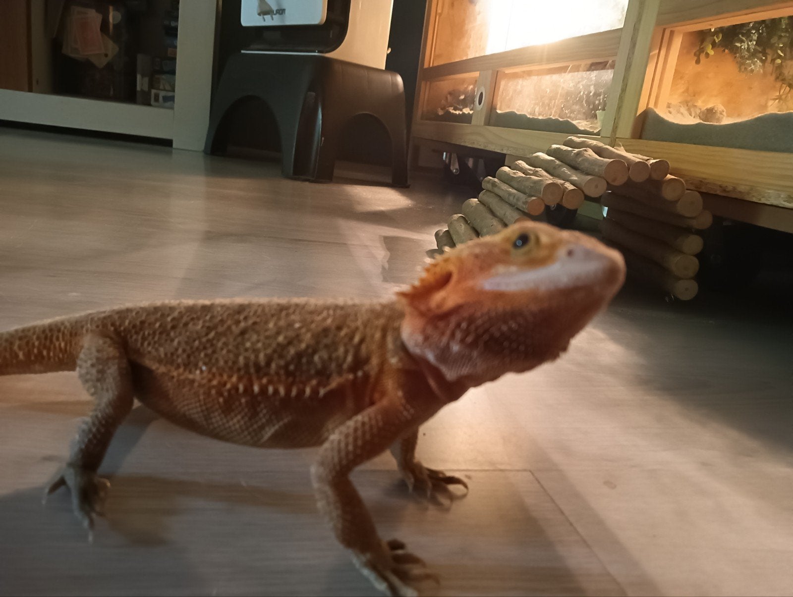 baardagaam incl terrarium Bearded Dragon photo 2