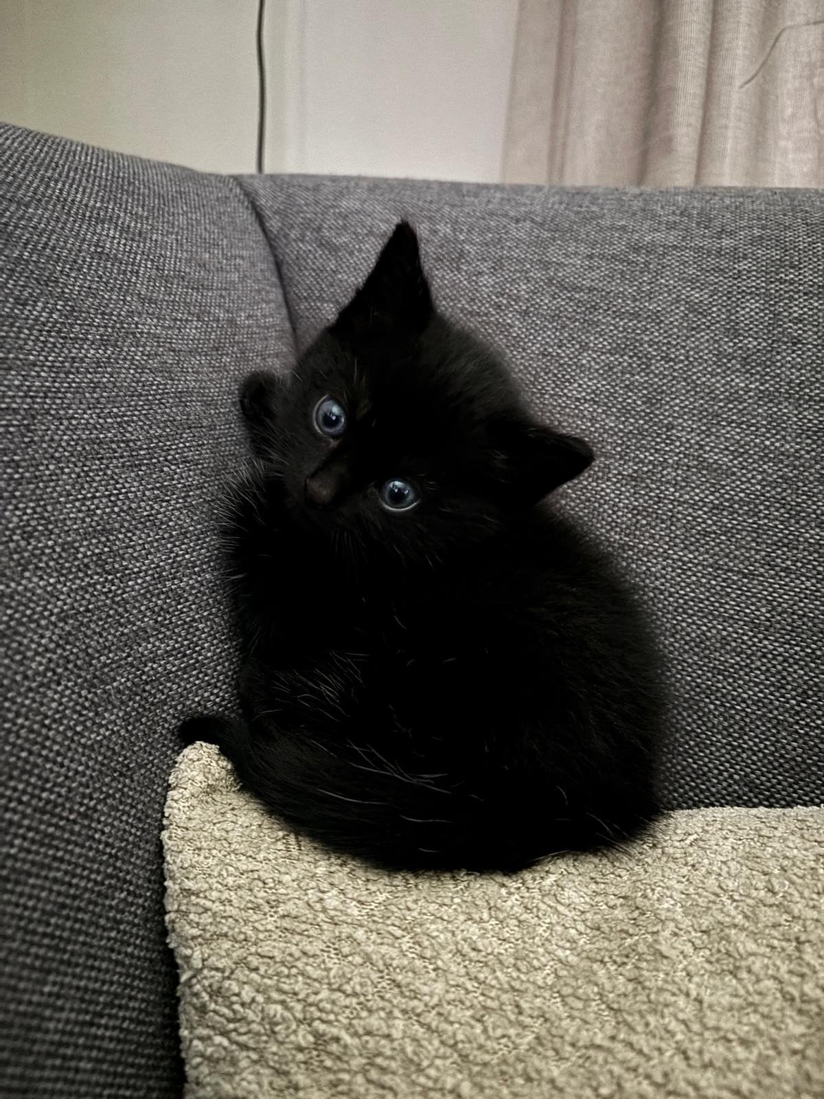 Lief katertje zoek nieuw mandje, Kater