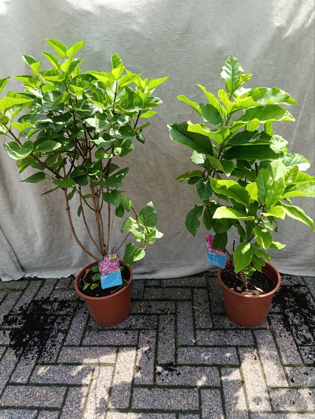 Diverse collectie bloeiende planten: roos, magnolia, sering, Overige soorten, Vaste plant, Ophalen of Verzenden, Halfschaduw