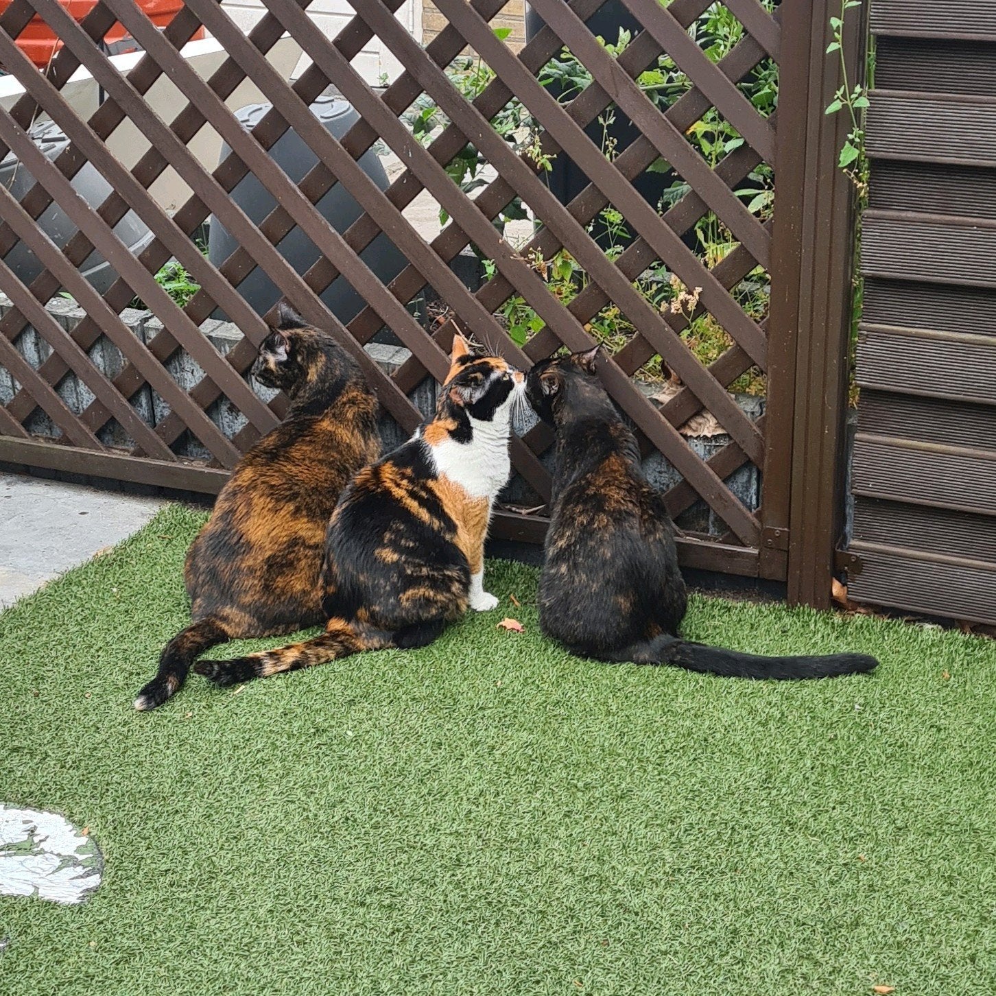 Drie lieve katten zusjes, Poes, Gechipt, 6 jaar of ouder