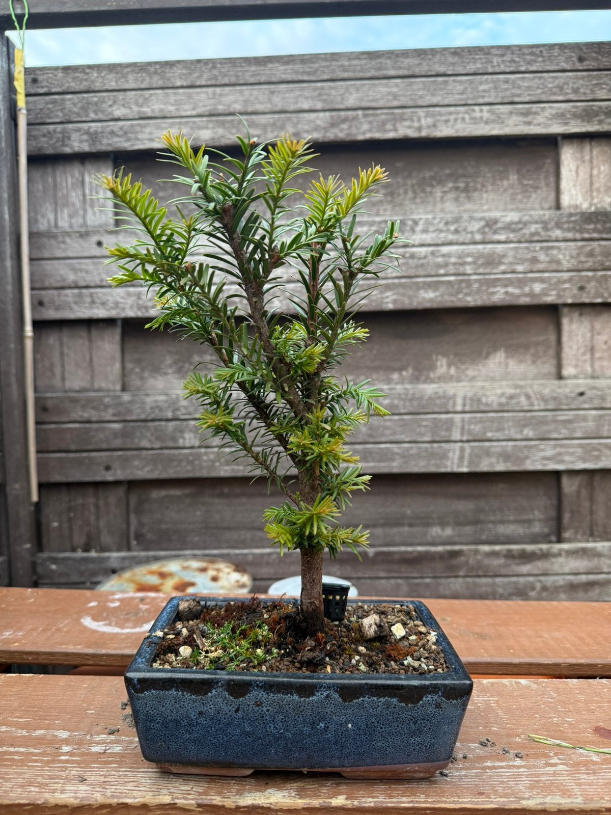 Taxus baccata bonsai, Tuin en Terras, Planten | Bomen, Ophalen, Bloeit niet, Halfschaduw, Overige soorten