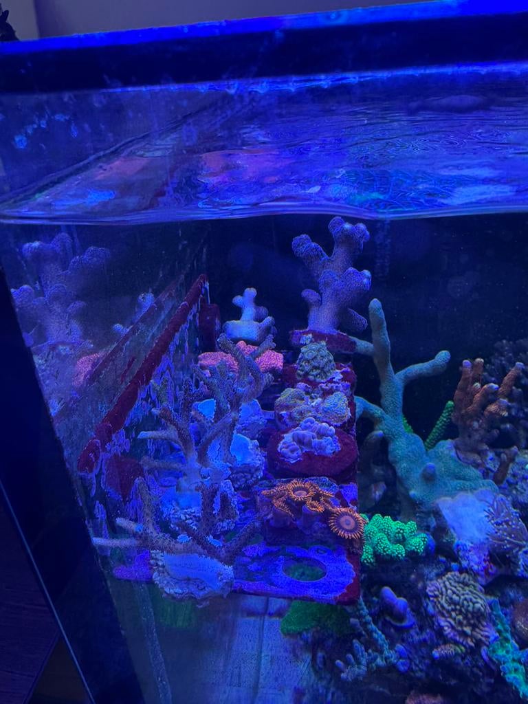 Koraal stekken montipora buttons stylophora paddenstoel, Ophalen, Zo goed als nieuw, Gevuld zeewateraquarium