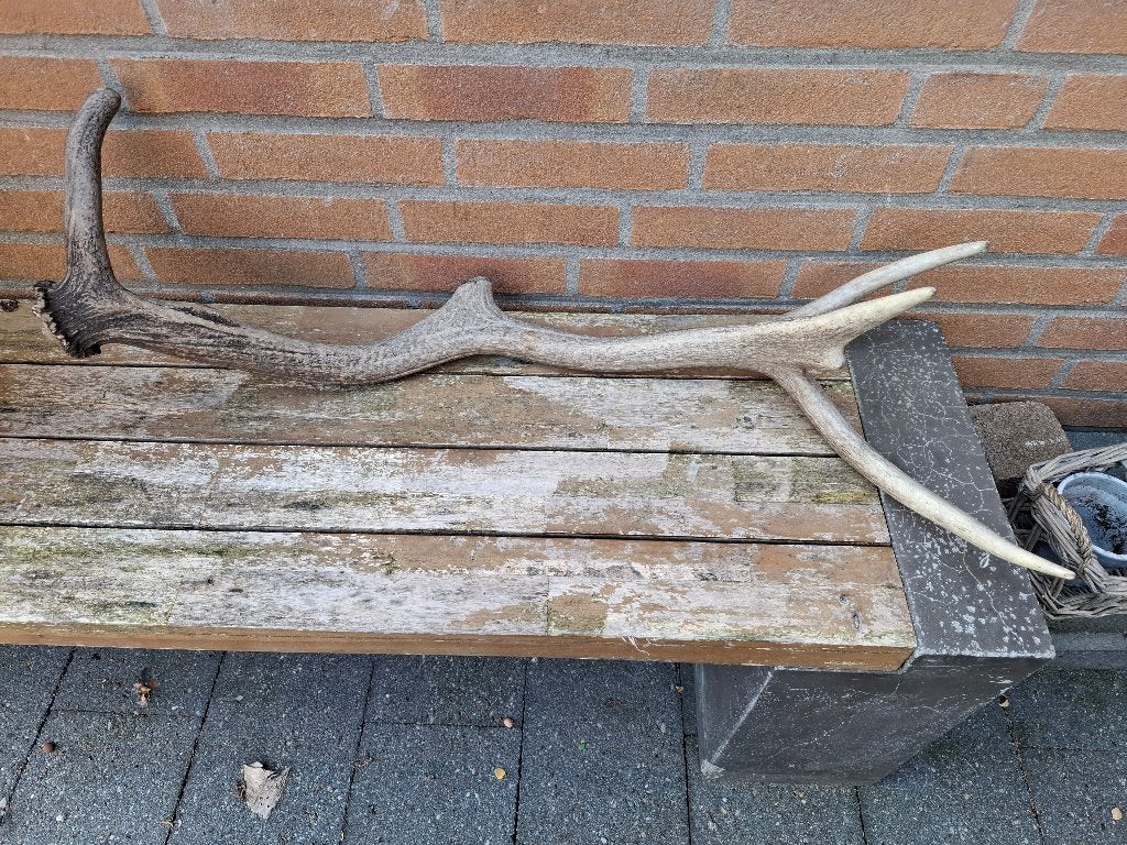 Herten Gewei, Ophalen, Zo goed als nieuw, Hert, Gewei of Kop