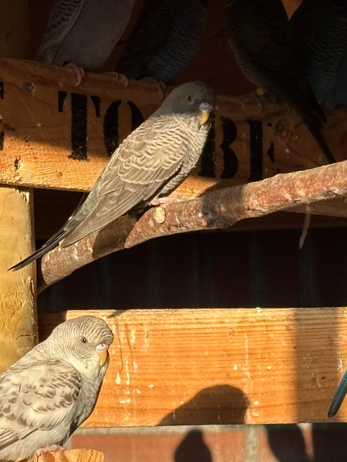 Bfbw man, Dieren en Toebehoren, Vogels | Overige Vogels, Mannelijk
