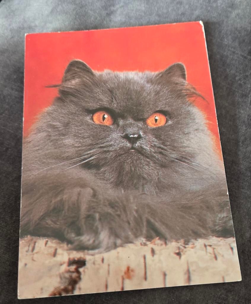 Grijze Perzische kat, Verzenden, Gelopen, Hond of Kat