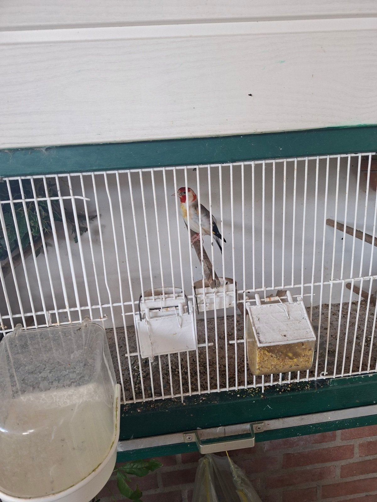 witkop putter, Vrouwelijk, Wildzangvogel