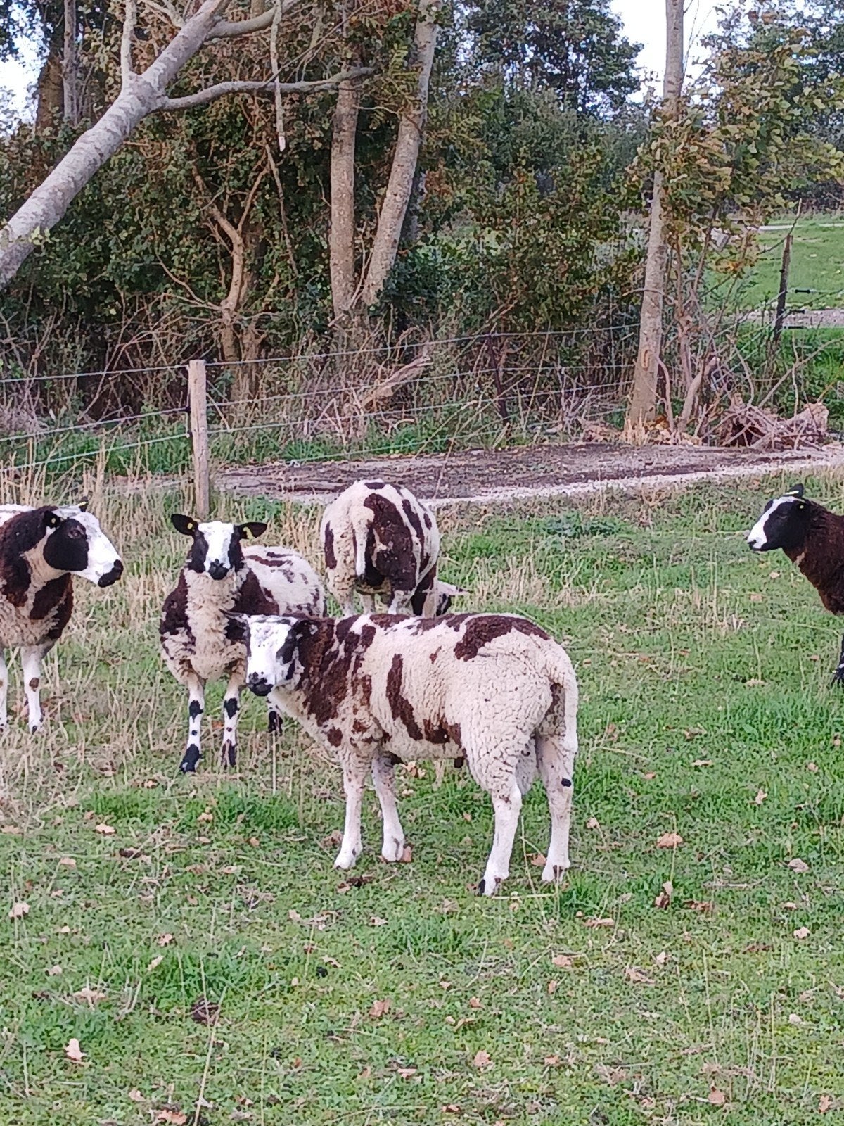 bonte ram, Mannelijk, Schaap, 0 tot 2 jaar