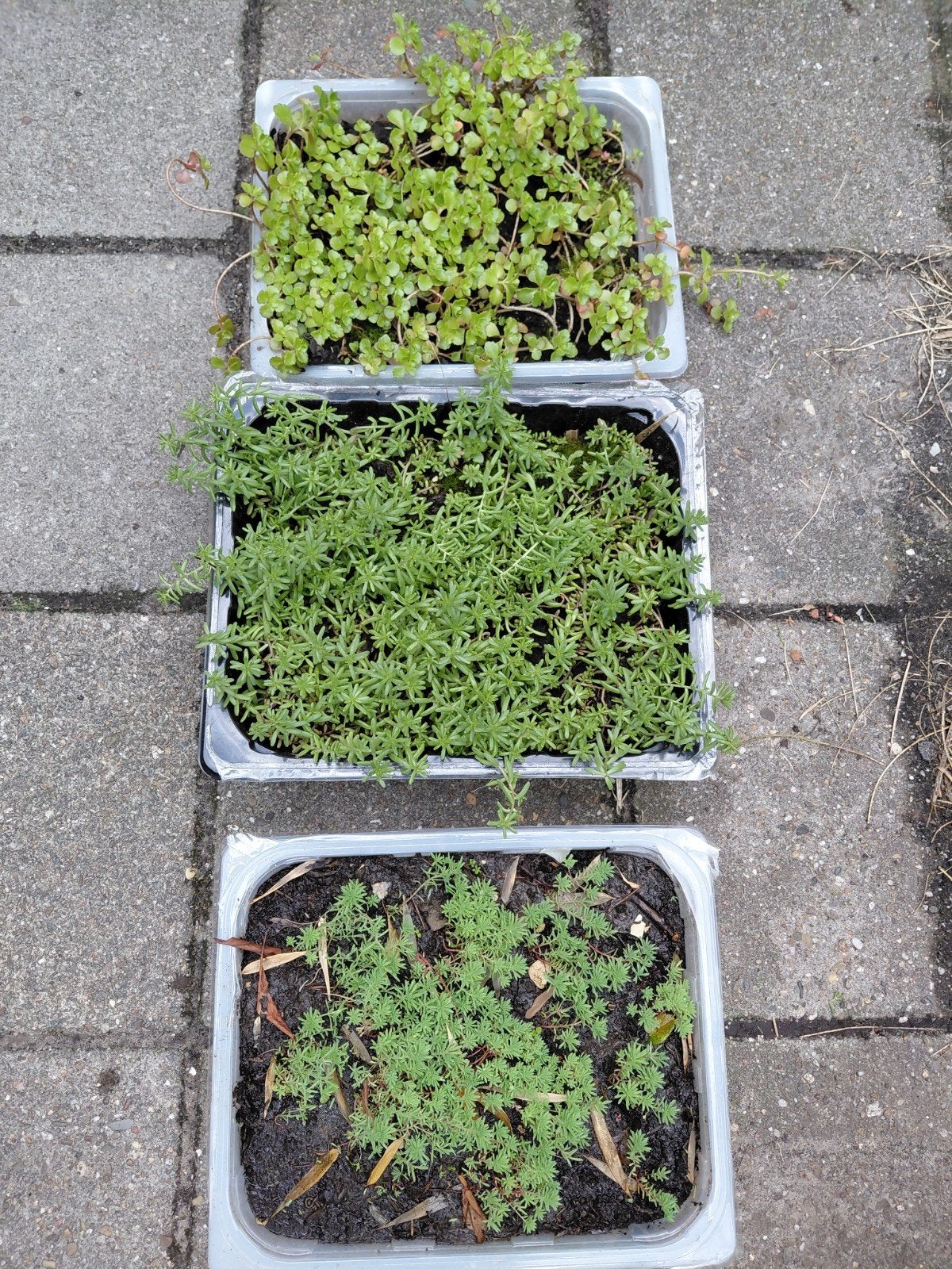3 x vetkruid, Ophalen, Volle zon