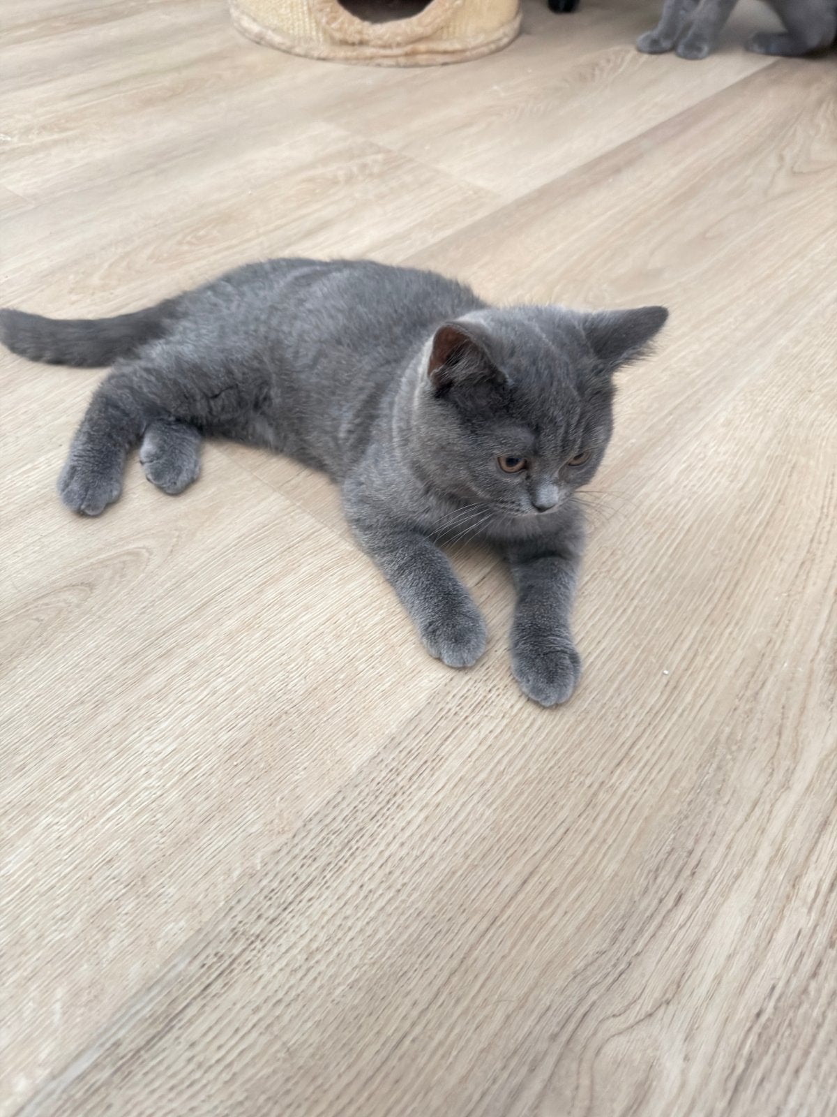 Britse korthaar kitten, Dieren en Toebehoren, Kater, Kortharig, 0 tot 2 jaar