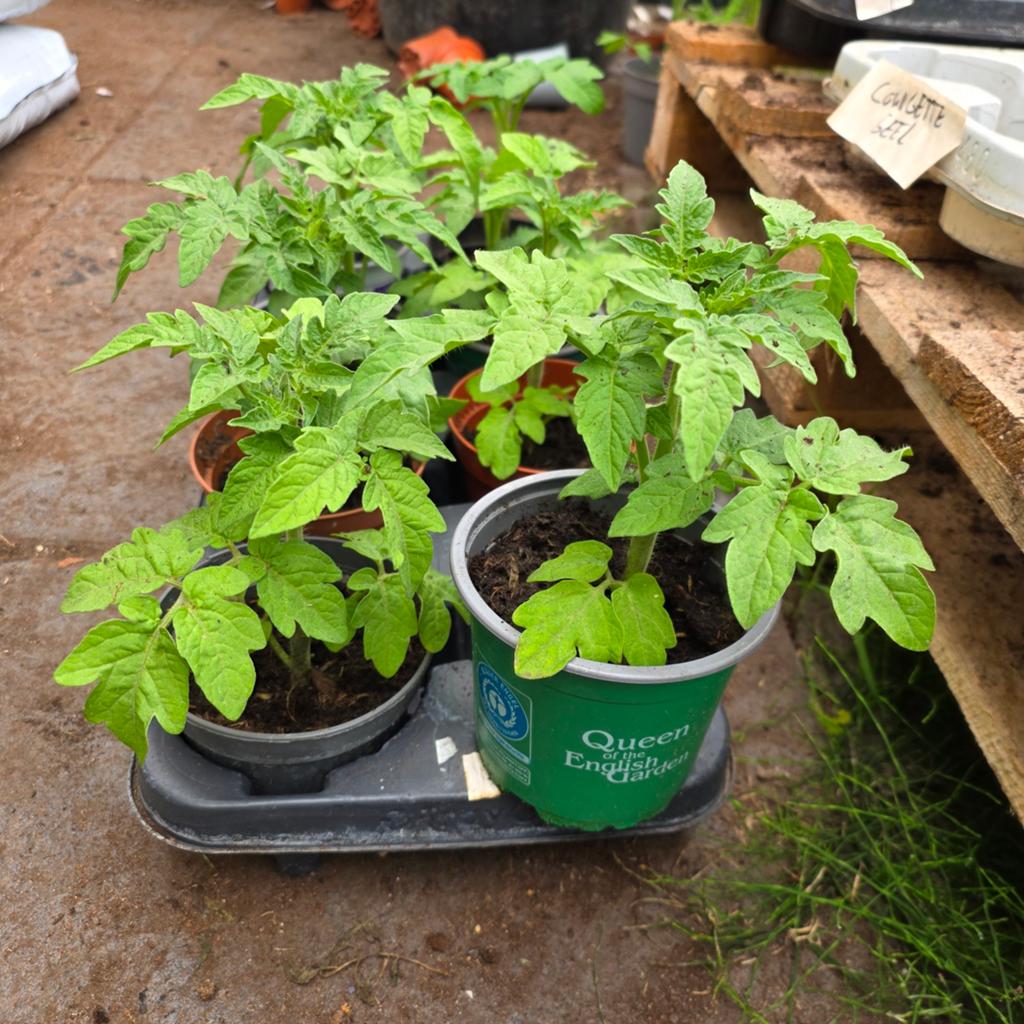 Tomaten planten, paprika, Volle zon, Groenteplanten, Eenjarig, Ophalen of Verzenden