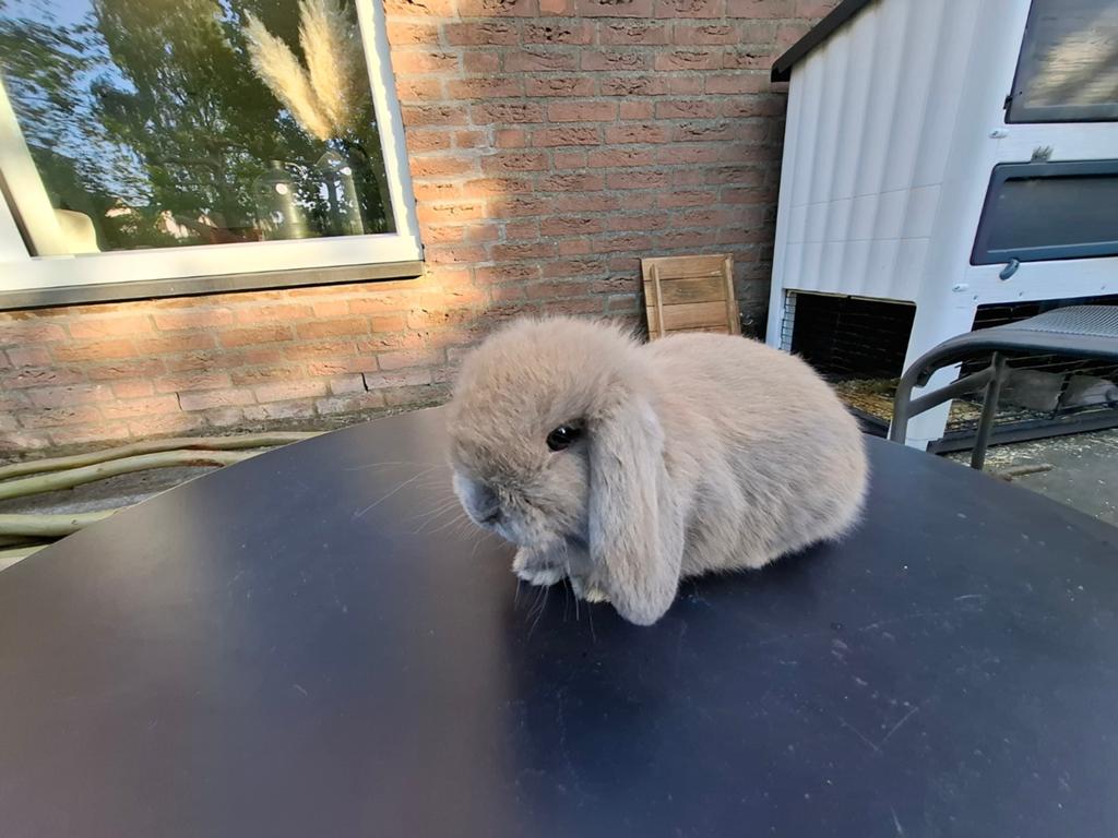 Mini Lop (voedster), Dieren en Toebehoren, Konijnen, Vrouwelijk, Dwerg