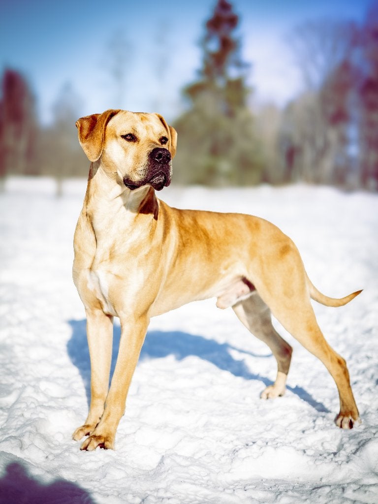 Doelgericht gefokte Duitse Dog AmStaff reu, Dieren en Toebehoren, Reu, 1 tot 2 jaar, Parvo, Eén hond