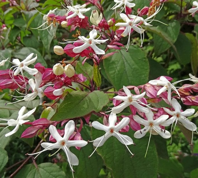 Clerodendrum trichotomum – Kansenboom   –  Pindakaasboom, Tuin en Terras, Volle zon, Vaste plant, Zomer, Ophalen