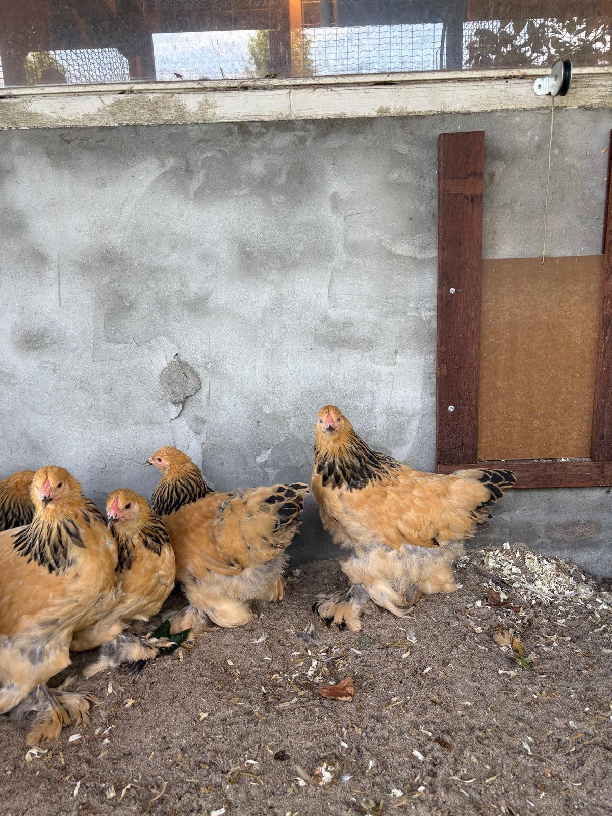 Brahma kriel buff zwart Columbia, Vrouwelijk, Kip