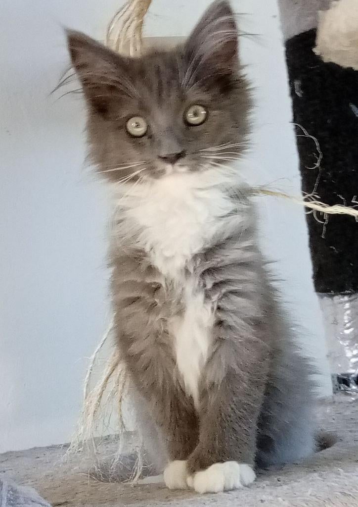 Laatste Maine Coon kitten Polydactyl te koop, Kater, Ontwormd, 0 tot 2 jaar