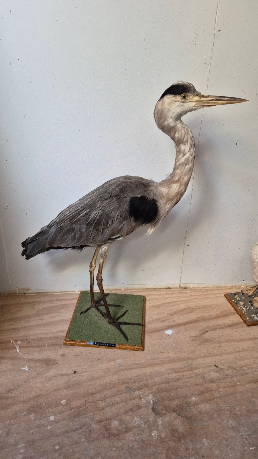 Schitterende Opgezette Blauwe Reiger!, Verzamelen, Ophalen of Verzenden, Zo goed als nieuw, Vogel, Opgezet dier