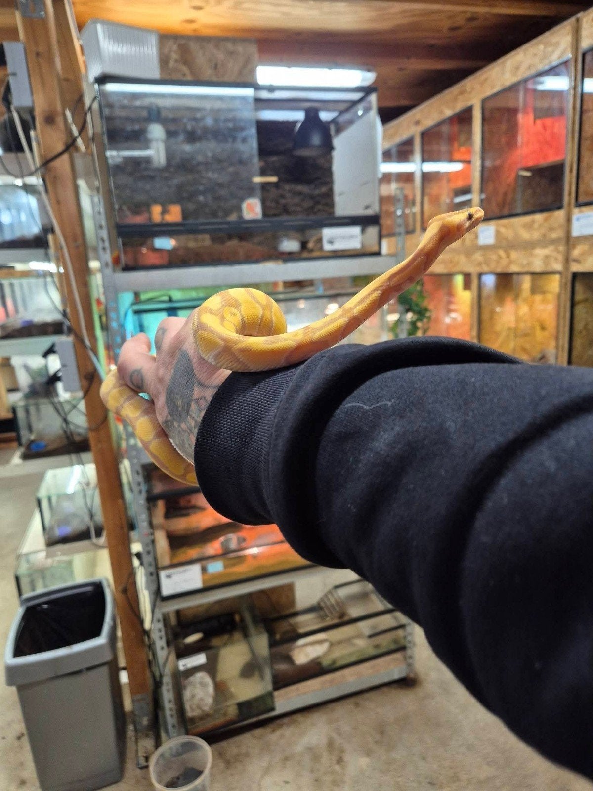 2 mooie konings pythons Ball Python - male for sale from Dennis