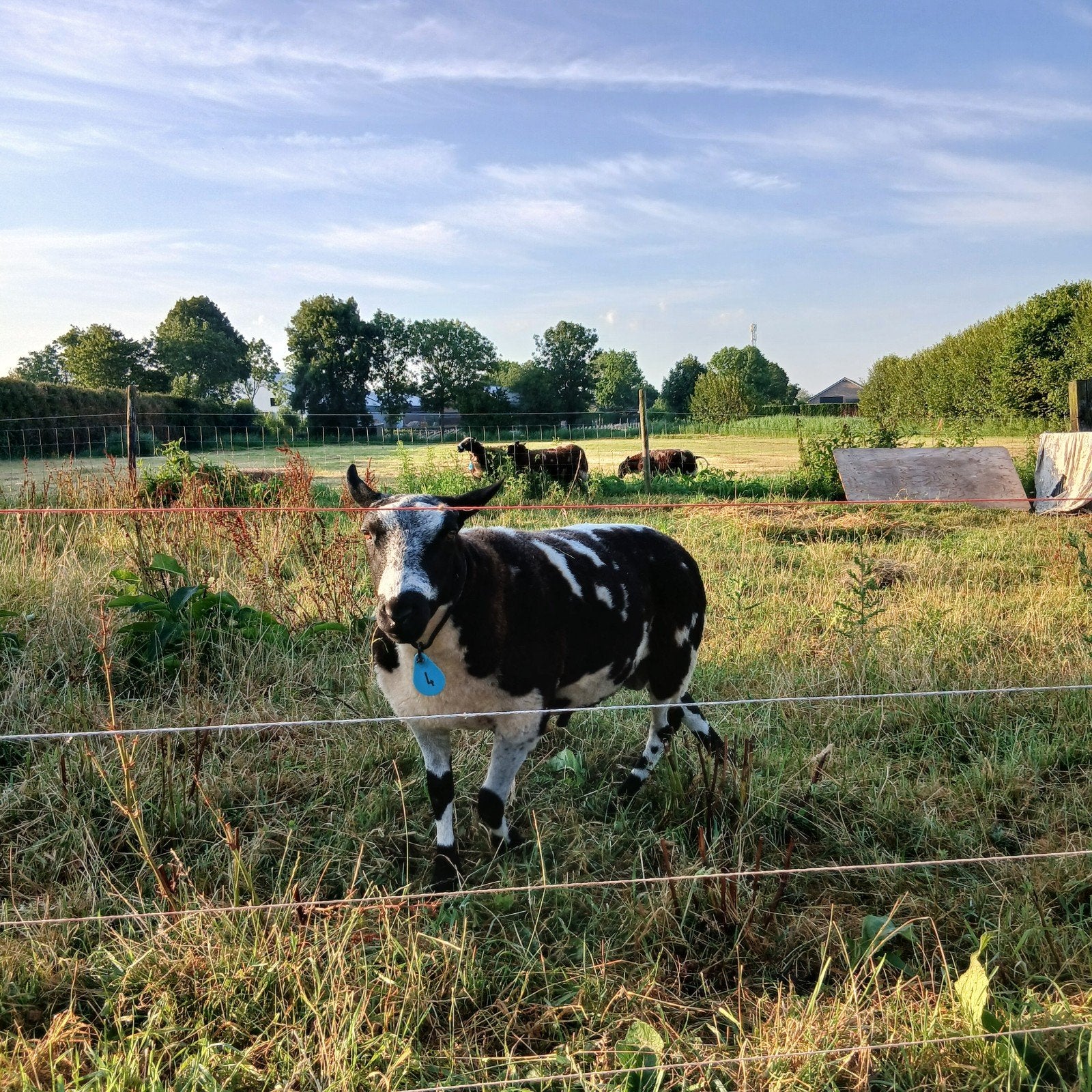 bonte overjarige dekram, Dieren en Toebehoren, Mannelijk, Schaap, 0 tot 2 jaar