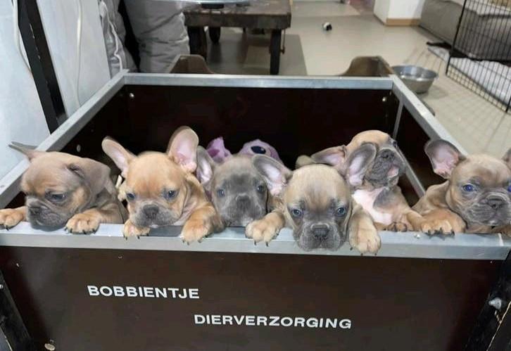 Werpkist voor kleine hond en puppyren te huur, Dieren en Toebehoren, Ophalen