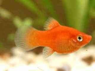 Jonge platy's, verschillende maten., Dieren en Toebehoren, Vissen | Aquariumvissen, Vis, Zoetwatervis