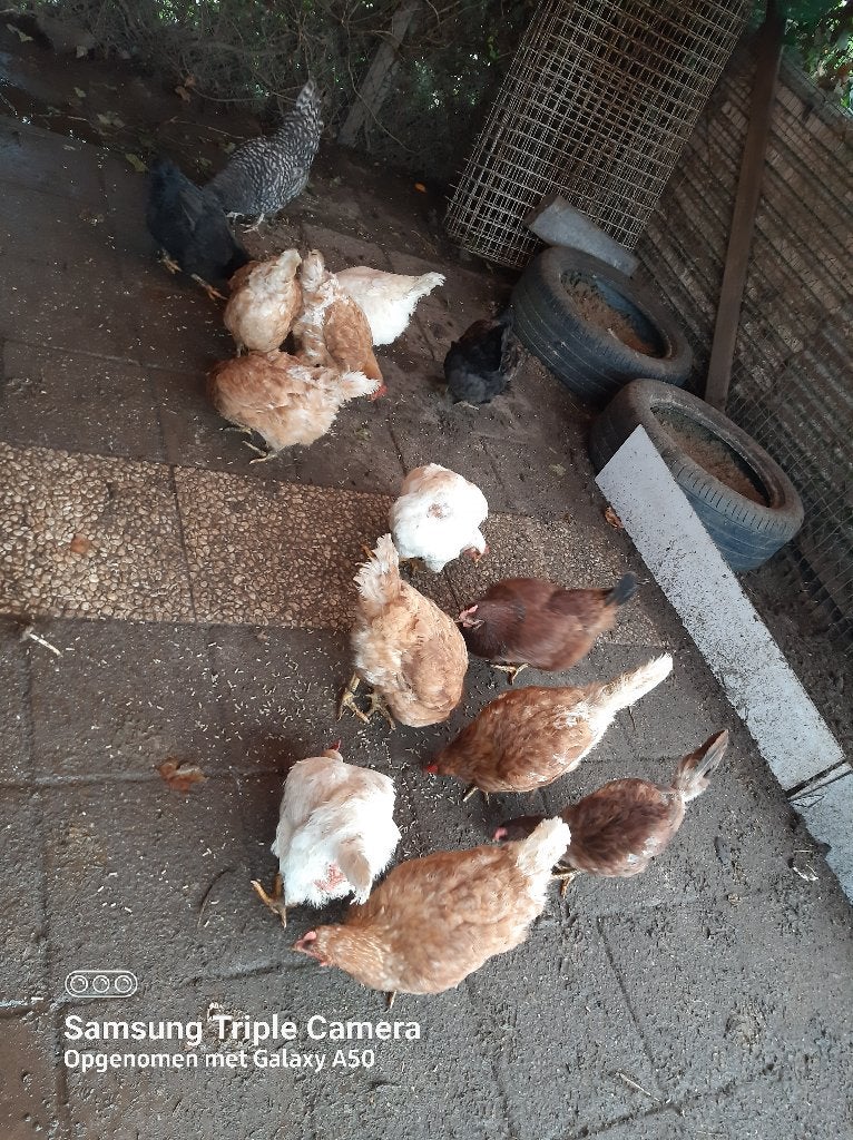 Kippen, Meerdere dieren, Kip