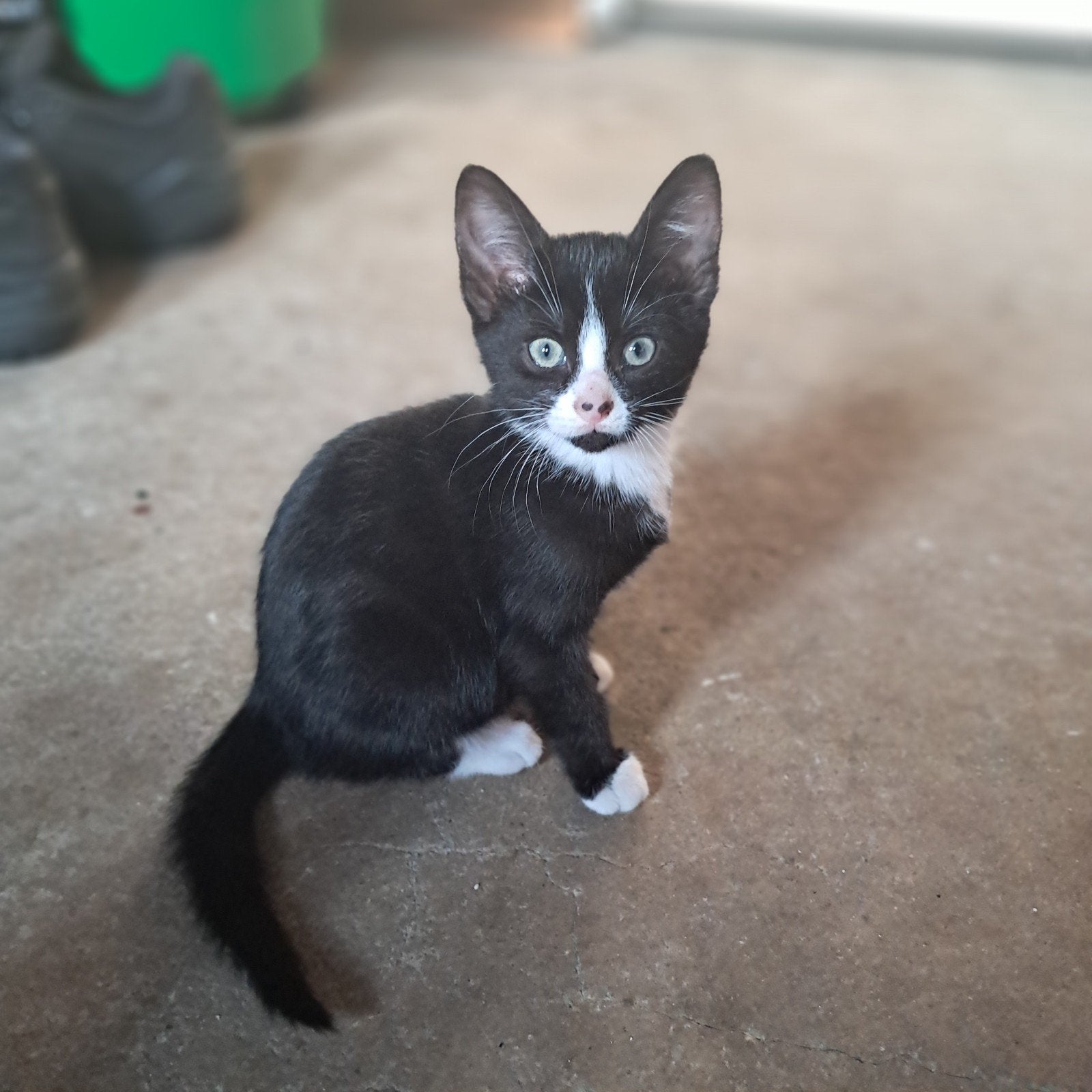 Lieve mooie kittens!, Dieren en Toebehoren, Meerdere dieren, Kortharig, 0 tot 2 jaar