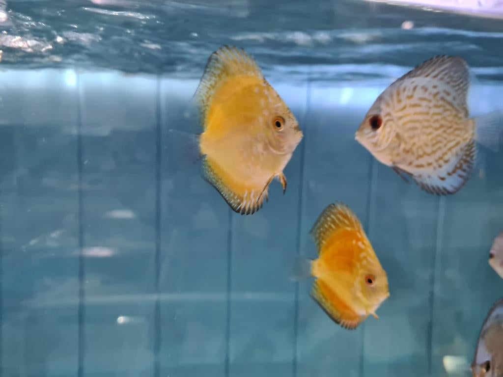 Giant Blue Flora Discus, Symphysodon Discus, Dieren en Toebehoren, Vis, Zoetwatervis