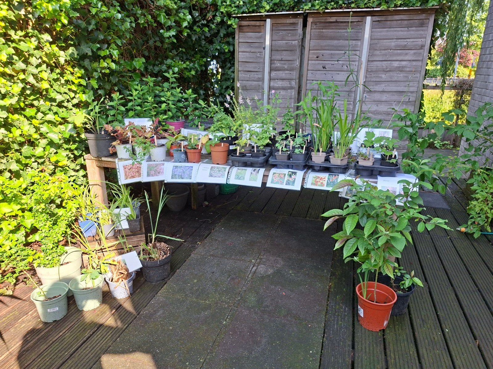 veel stekjes te koop, Ophalen, Overige soorten, Volle zon