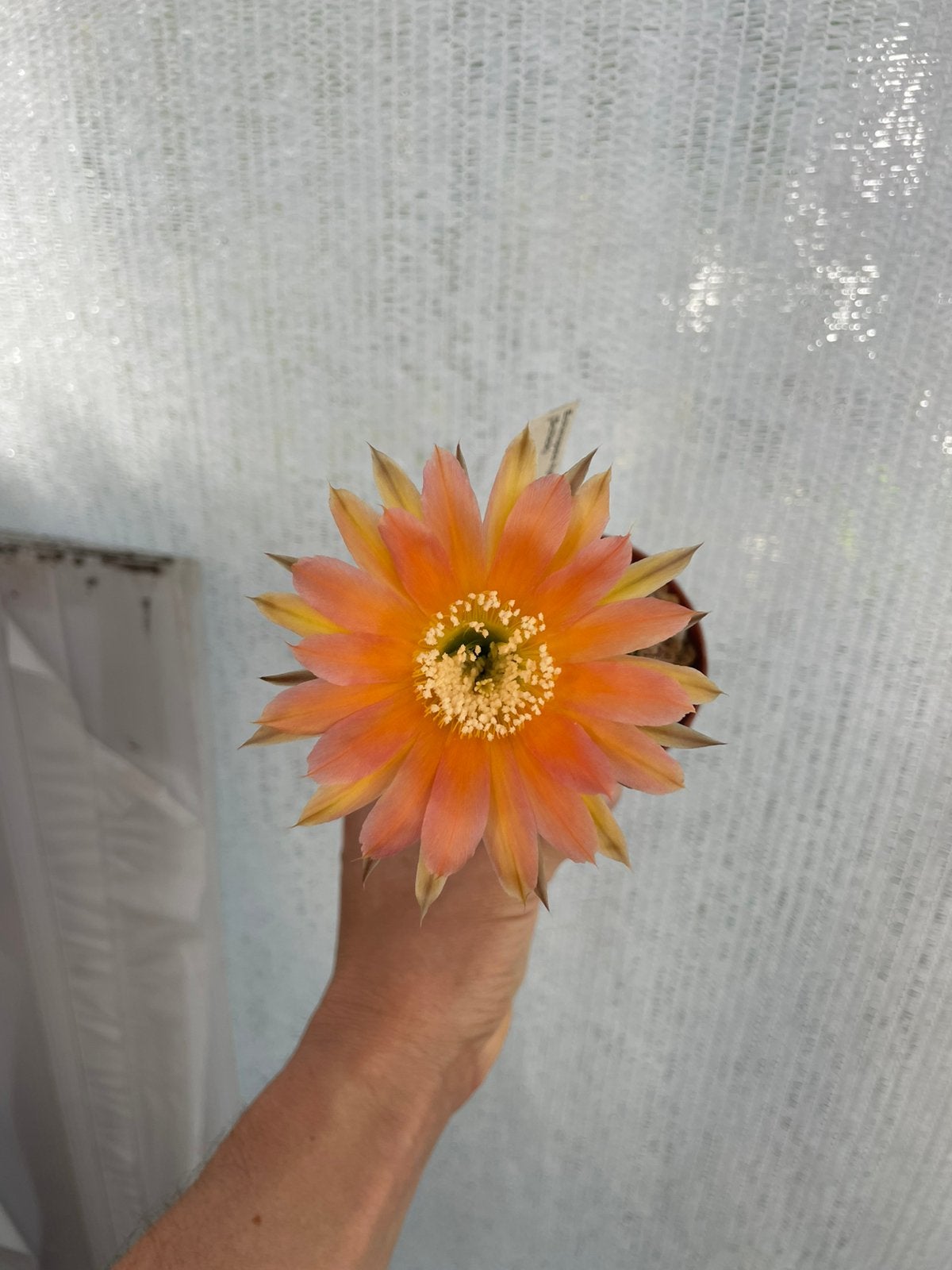 Echinopsis, Kamerplant, Cactus, Stek, Ophalen of Verzenden, Cactus, Volle zon, Minder dan 100 cm