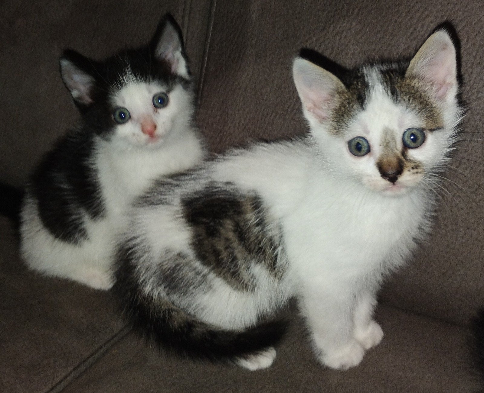 4 hele mooie en lieve kittens, Dieren en Toebehoren